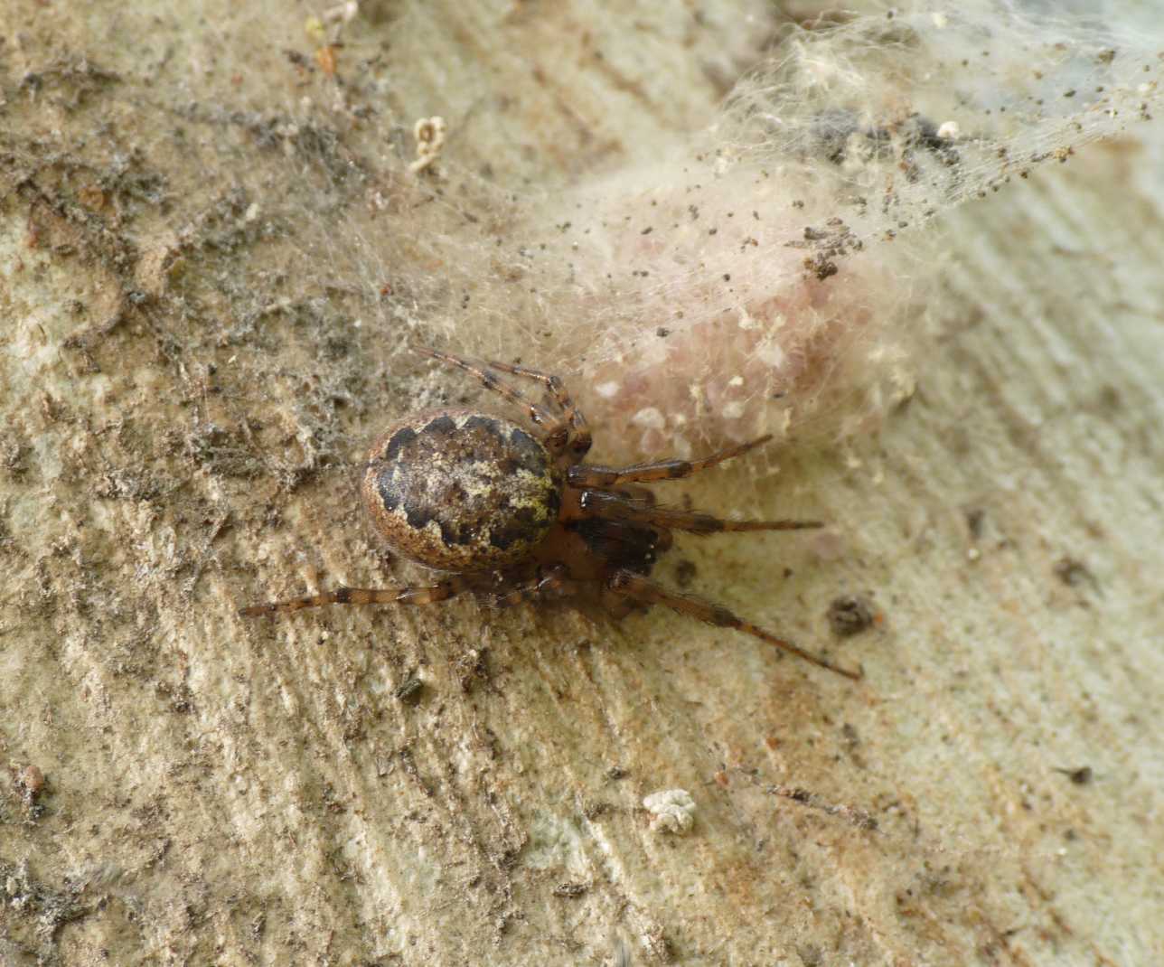 Araneidae degli eucalipti